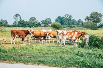 Vergaderlocatie nabij Zwolle | Bijzonder vergaderen op de boerderij